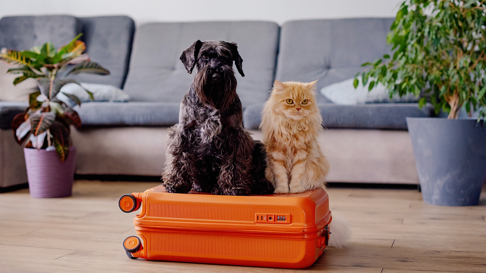 pet dog and cat sitting on orange suit case
